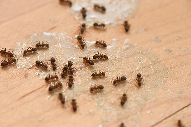 Best Ant Control Services  in Cabot, AR