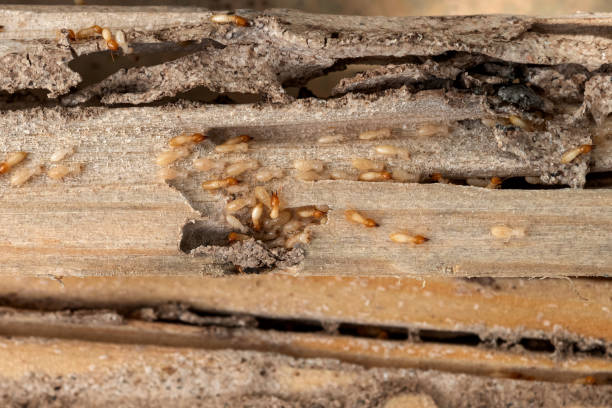 Best Ant Control Services  in Cabot, AR
